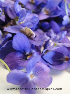 fleurs violettes (1)